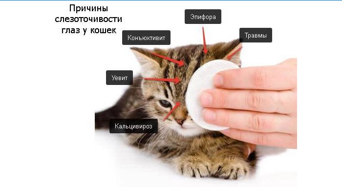 Årsager til vandige øjne hos katte