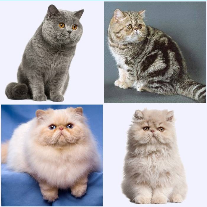 Fladvendte katte