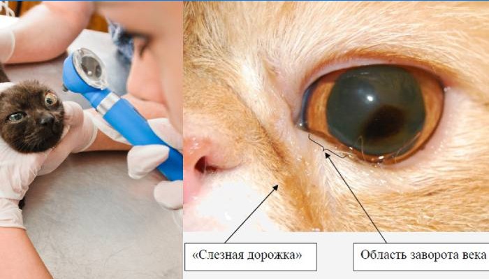 Lacrimal undersøgelse af katte