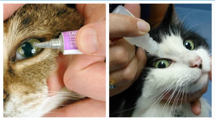 Behandling til at rive øjne hos katte