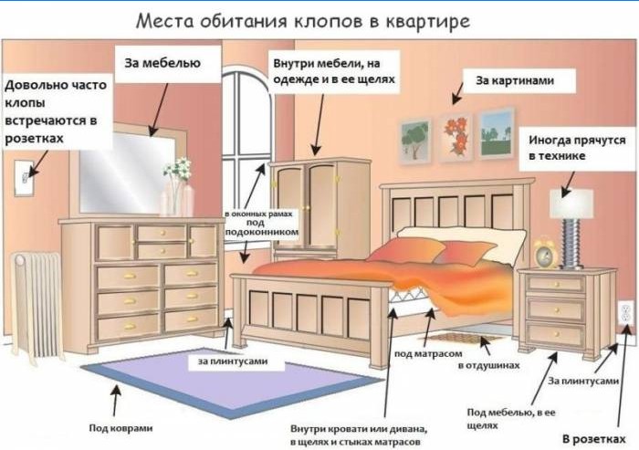 Bedbug-habitater i lejligheden