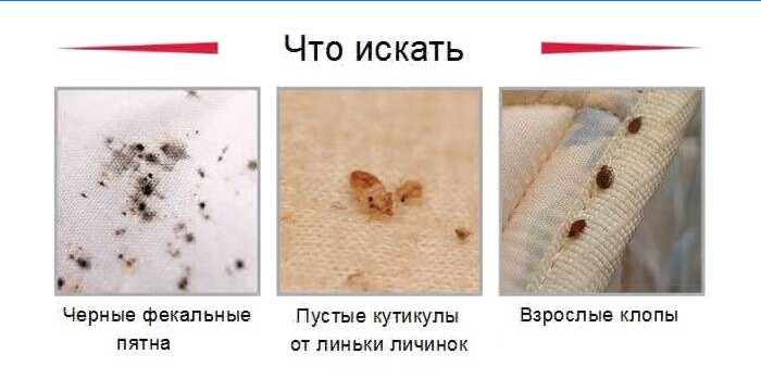 Tegn på infektion med bedbugs