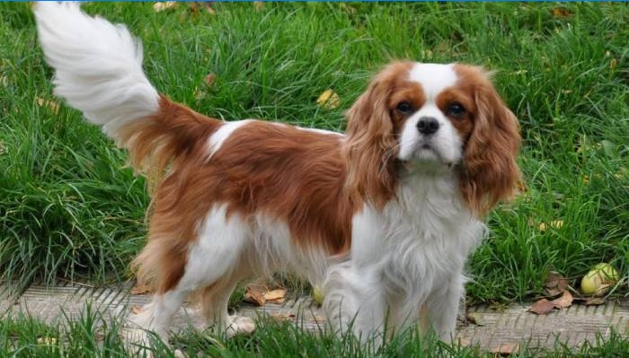 Cavalier king charles spaniel