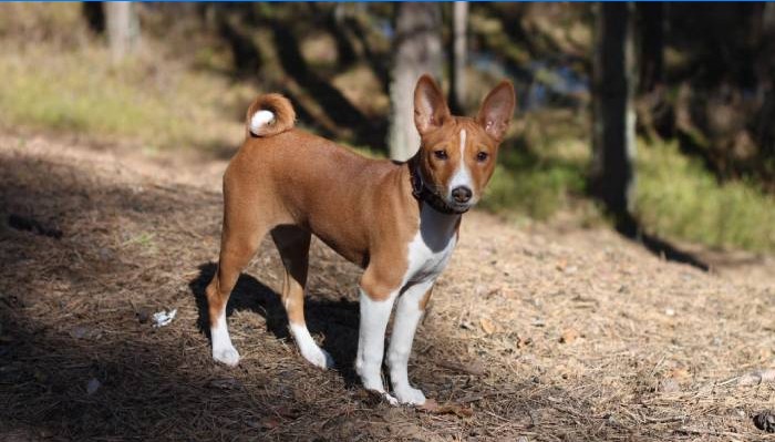 Basenji