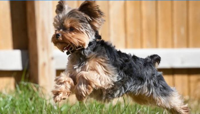 Yorkshire Terrier