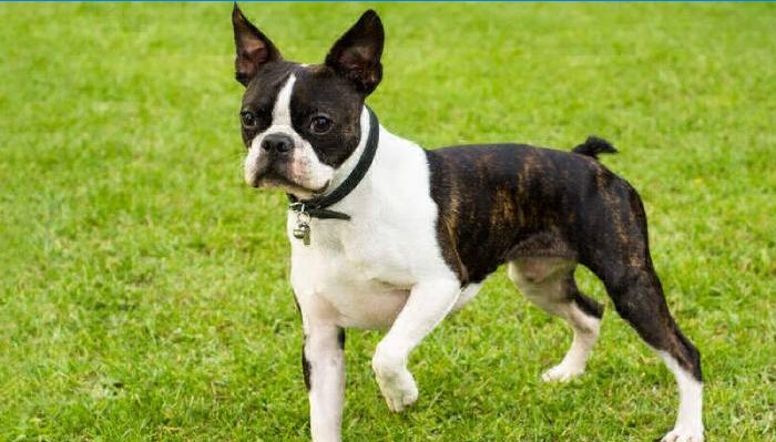 Boston terrier