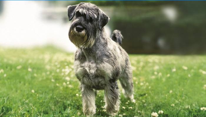 Schnauzer