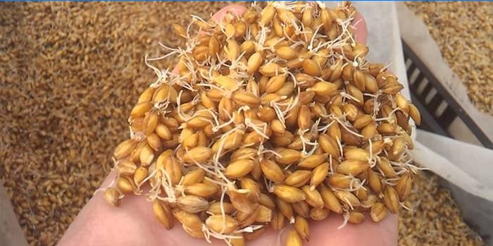 Bygmalt