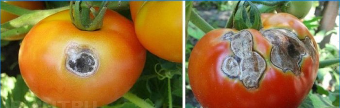 Grå råne på tomater