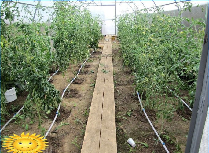 Drypp irrigation af tomater
