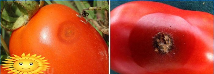 Anthracnose på tomatfrugter