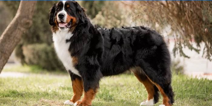 Bernese Mountain Dog