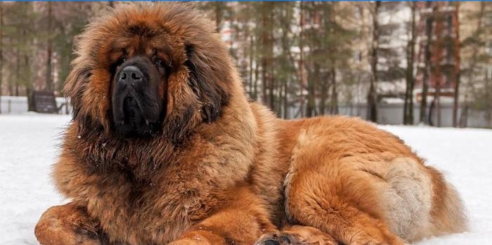 Vagthund tibetansk mastiff