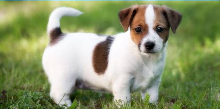 Jack Russell Terrier hvalp
