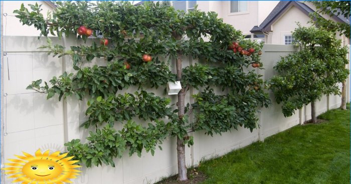 Trellis-frugttræer - original kompakt have