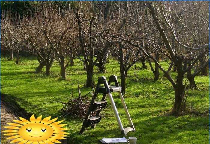 Efterårsbeskæring af æble-, pære- og frugttræer