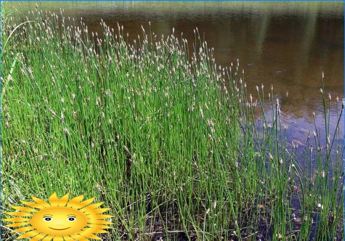 Planter til et dekorativt reservoir og en havedam i landet