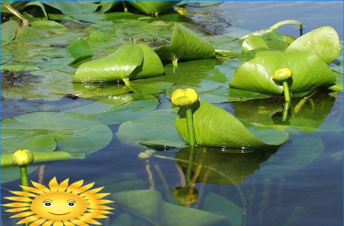 Planter til et dekorativt reservoir og en havedam i landet