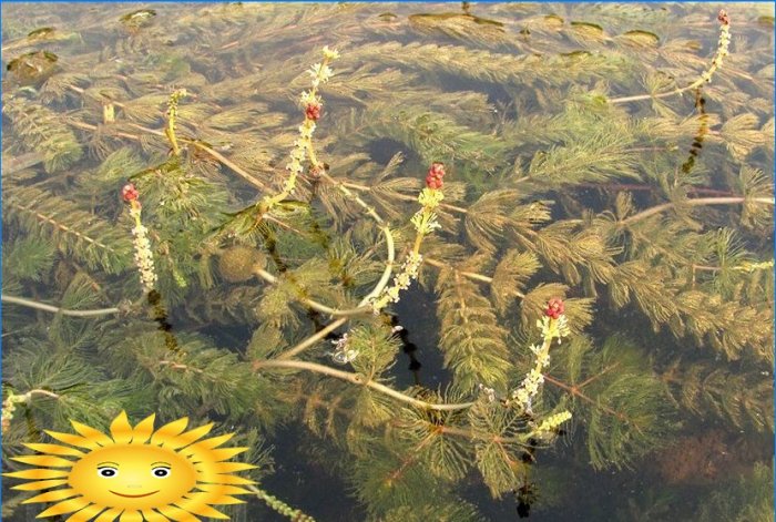 Planter til et dekorativt reservoir og en havedam i landet