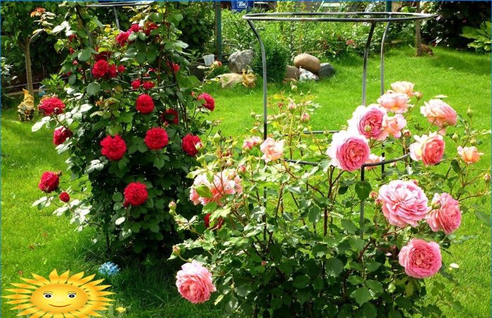 Roser i haven