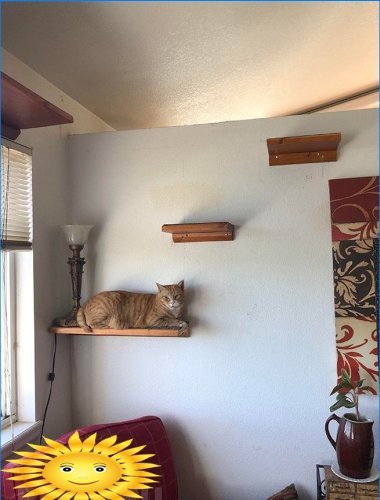 Kattehylder på væggen