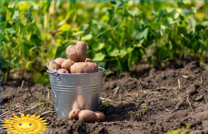 7 grunde til at plante kartofler på stedet