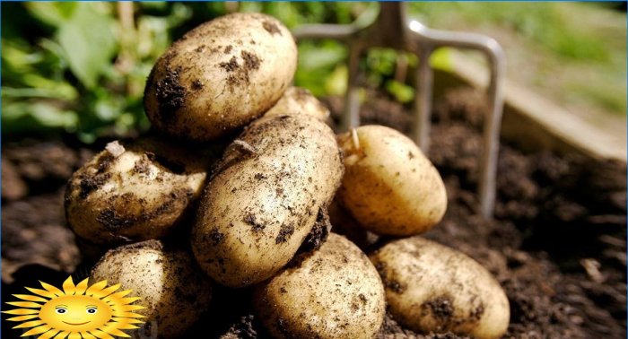 7 grunde til at plante kartofler på stedet