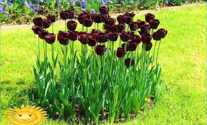 Blomsterbed af tulipaner