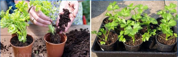 Dyrkning af persille på en vindueskarmen gennem frøplanter