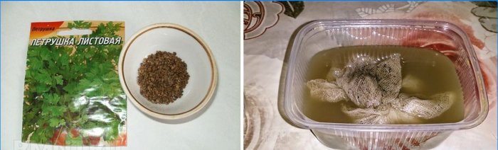 Dyrkning af persille fra frø derhjemme