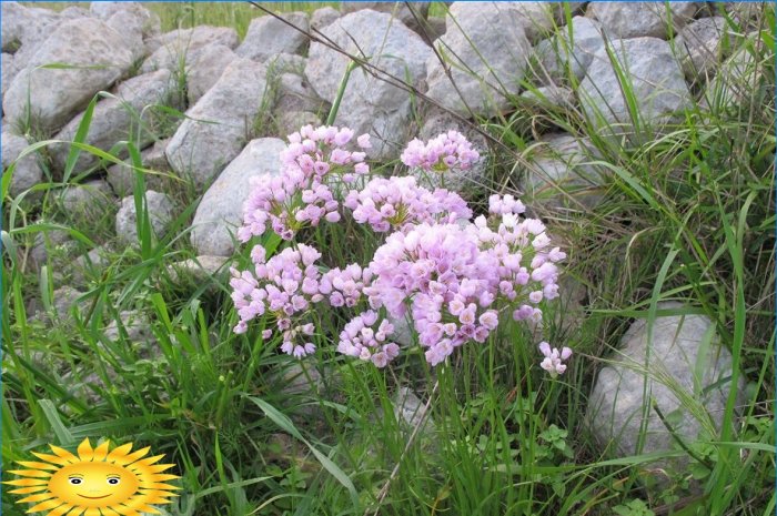 Pink løg (Allium roseum)
