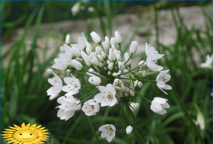 Dekorativ napolitansk løg (Allium neapolitanum)