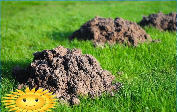 Græsplæneenhed: valg af græsfrø, plantning, pleje