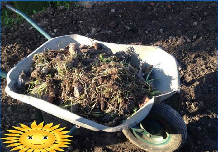 Græsplæneenhed: valg af græsfrø, plantning, pleje