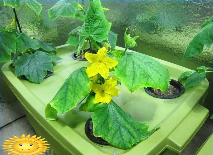 Hjemme hydroponic plante