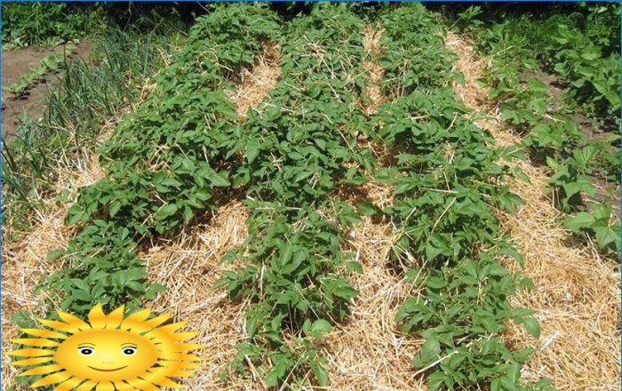 Plante kartofler: plante kartofler under halm
