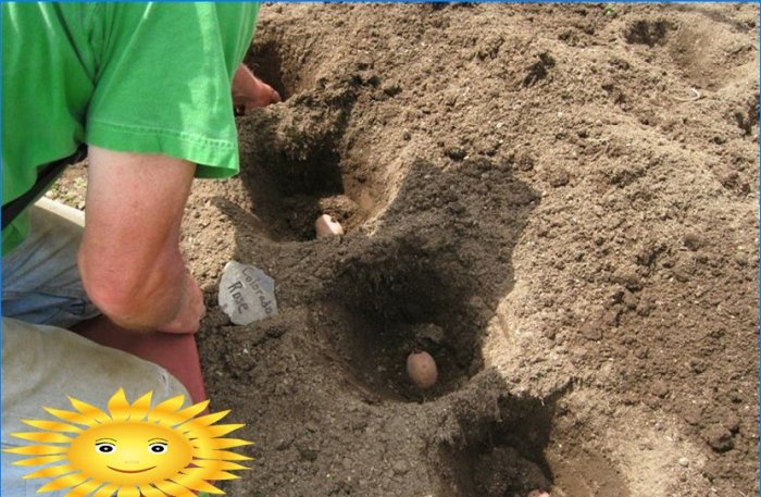 Plante kartofler: plante kartofler under halm