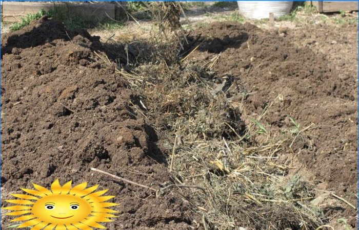 Plante kartofler: plante kartofler under halm