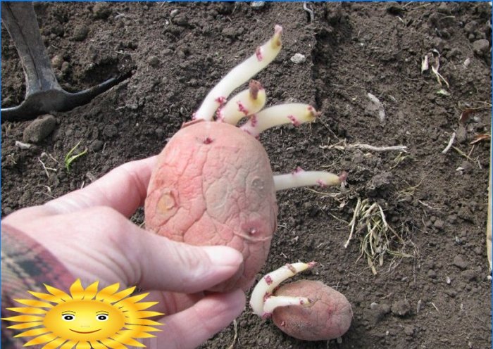 Plante kartofler: plante kartofler under halm