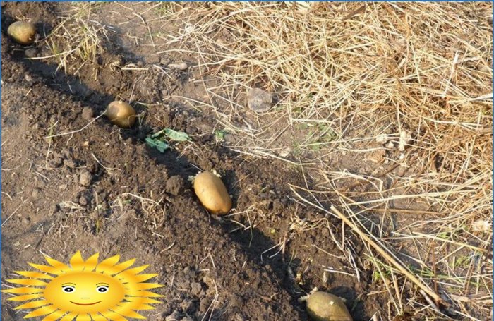 Plante kartofler: plante kartofler under halm