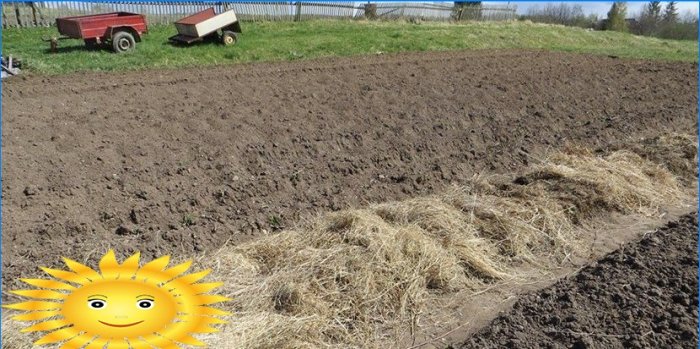 Plante kartofler: plante kartofler under halm