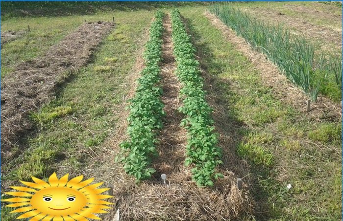 Plante kartofler: plante kartofler under halm