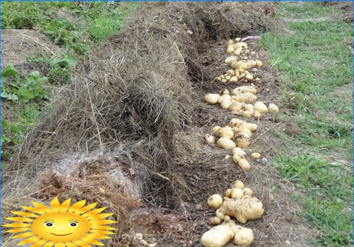 Plante kartofler: plante kartofler under halm