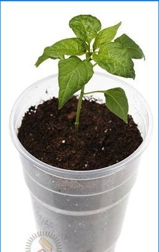Sådan dyrker du vegetabilske frøplanter selv