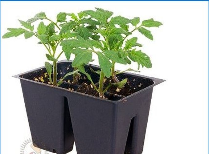 Sådan dyrker du vegetabilske frøplanter selv