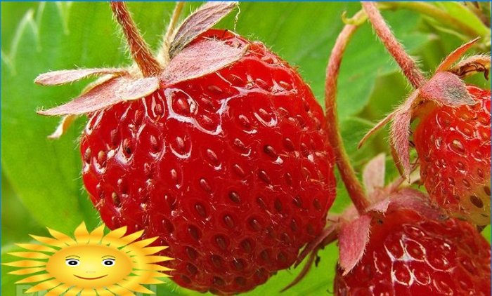 Sådan dyrkes jordbær på en vindueskarmen
