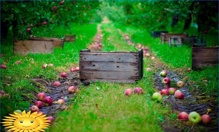 Sådan plantes en frugtplantage korrekt