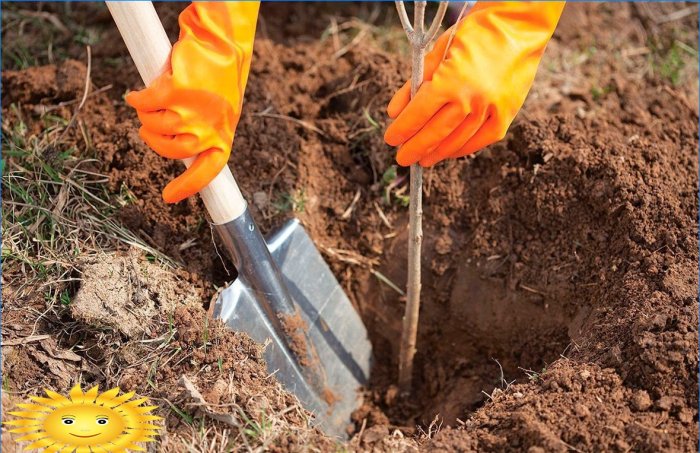 Sådan plantes en frugtplantage korrekt