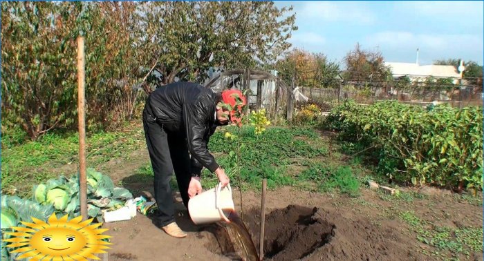 Sådan plantes en frugtplantage korrekt