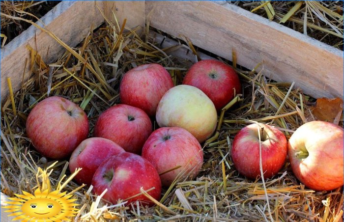 Æbler er forskellige: vi forstår de populære sorter af æbletræer